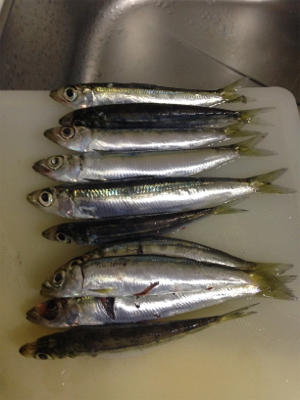 仕事終わりに息子とサビキ