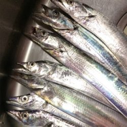 鳴門のタチウオ好調