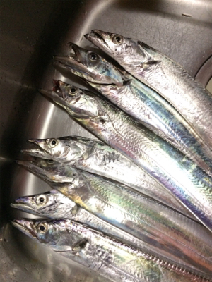 鳴門のタチウオ好調