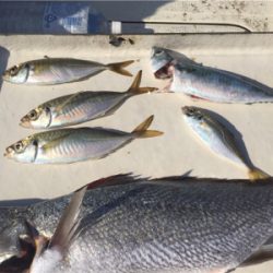 船外機付きボートで50cm級ニベ