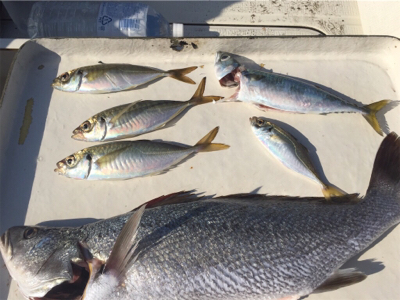 船外機付きボートで50cm級ニベ