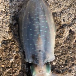 今シーズン初アオリ