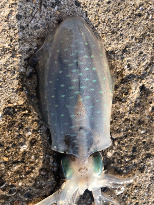 今シーズン初アオリ