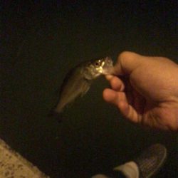 いつものセイゴとハゼ