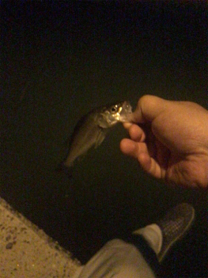 いつものセイゴとハゼ