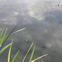 のべ竿雑魚釣り