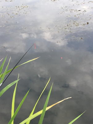 のべ竿雑魚釣り