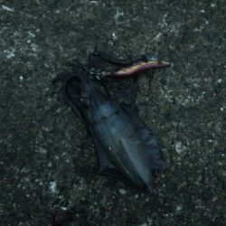 今年初エギングは渋かった