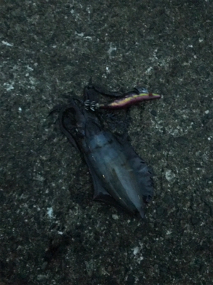 今年初エギングは渋かった