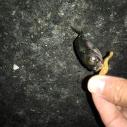 ライトアジング