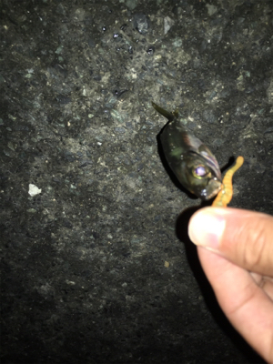 ライトアジング