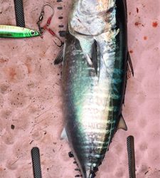 マイボートでタイラバ、ジギング釣行。