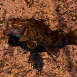 今日もガシリング