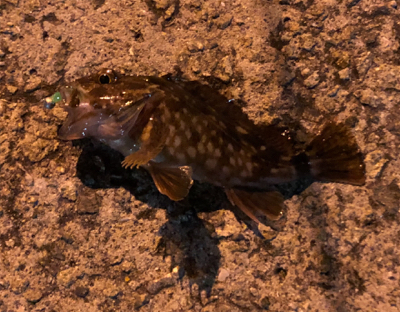 今日もガシリング