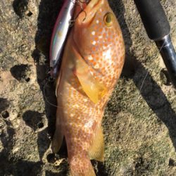 ロックショア本格シーズン