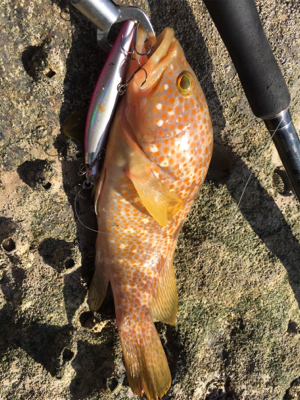 ロックショア本格シーズン