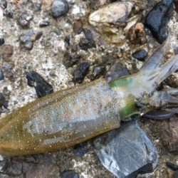 やっとアオリGET (^^)v