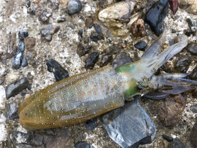 やっとアオリGET (^^)v