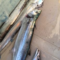 紀北オフショアゲーム