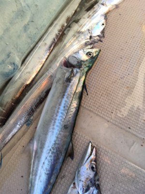 紀北オフショアゲーム