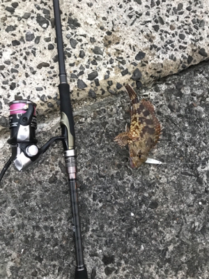 ショアジギングにてまさかの平らいやつ