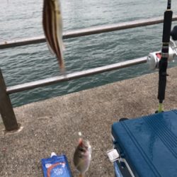 雨の中サビキ釣り