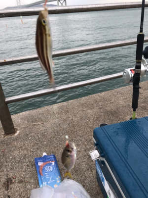 雨の中サビキ釣り