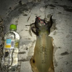 この時期にしてはいいサイズ