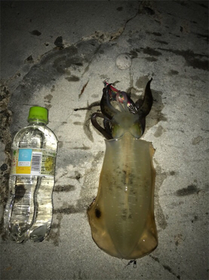 この時期にしてはいいサイズ