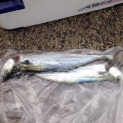 悪天候の中、サゴシ45cm