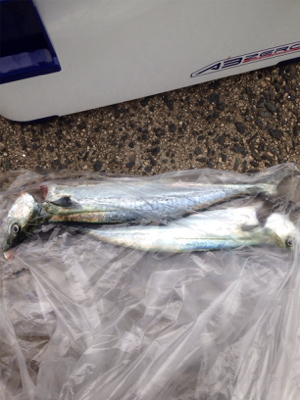 悪天候の中、サゴシ45cm