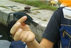 穴釣り&五目釣り