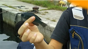 穴釣り&五目釣り