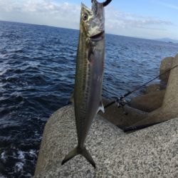 朝まづめショアジギ