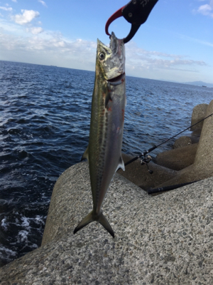 朝まづめショアジギ