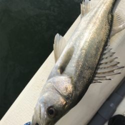 浜名湖ボート爆釣！！