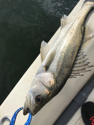 浜名湖ボート爆釣！！