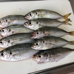 豊島・岡村島 アジング