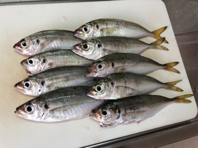 豊島・岡村島 アジング