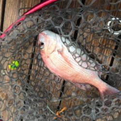 明石  鯛カブラ  虎之介