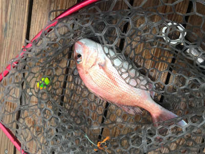 明石  鯛カブラ  虎之介