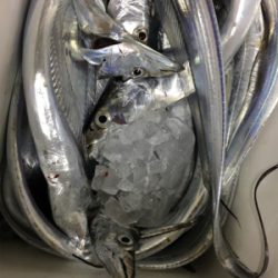 タチウオは爆！青物は、、、