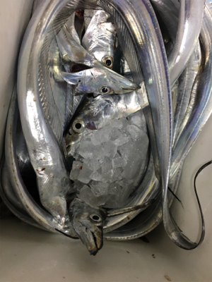 タチウオは爆！青物は、、、