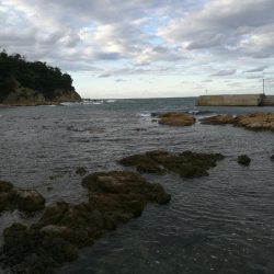 アオリイカ調査