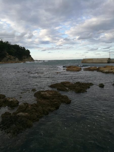 アオリイカ調査