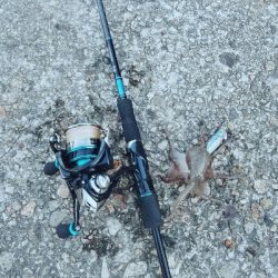 エギングしてたらタコ釣れた爆笑