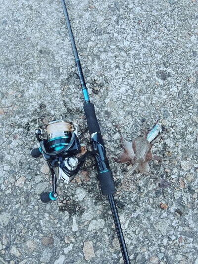 エギングしてたらタコ釣れた爆笑