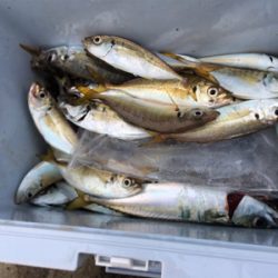 アジ釣れました