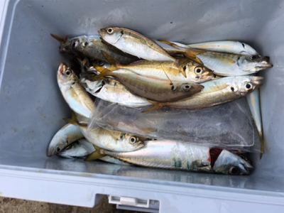 アジ釣れました