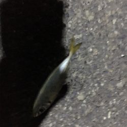 ナイトアジング